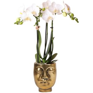 Kolibri Orchids | witte Phalaenopsis orchidee – Amabilis + Face-2-face sierpot goud – potmaat Ø9cm – 40cm hoog | bloeiende kamerplant in bloempot - vers van de kweker