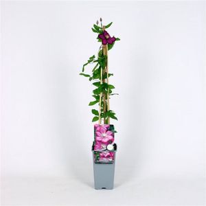 Plants Online - Tuinplanten - Klimplanten - Set van 3 - Clematis 'Ville de Lyon' - 2 liter pot - Plant 60-70 cm