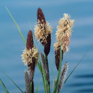 Plants Online - Tuinplanten - Siergrassen - Set van 1 - Carex riparia M18
