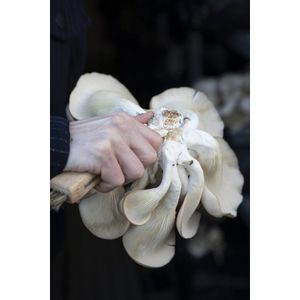 Oesterzwam broed voor grijze oesterzwam 80 gram - Grijze oesterzwam - Spoorloze variant - Kweek paddenstoelen - Zelf paddenstoelen kweken