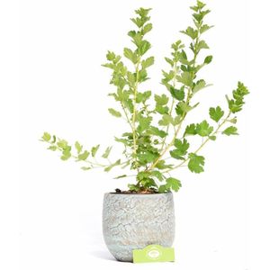 Ribes uva-crispa 'Hinnonmaki Rod' rode kruisbes, 2 liter pot
