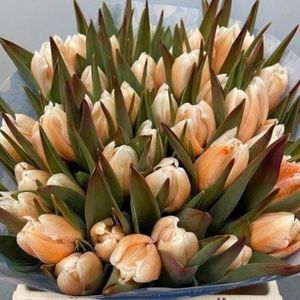 Verse Tulpen - Apricot  - 50 stuks