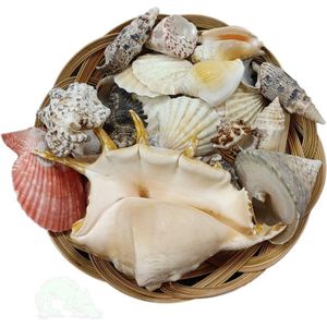 Schelpen Mix - XL - Decoratie schelpen - Zee schelpen - 1 Kilo