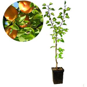Prunus armeniaca ‘Diamant’ abrikoos - 5 liter pot - 100cm