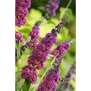 Plants Online - Tuinplanten - Heesters - Set van 1 - Buddleja weyeriana 'Flower Power' - 3 liter pot - Plant cm