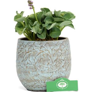 Hosta Blue Mouse Ears, vaste plant, 13 cm pot