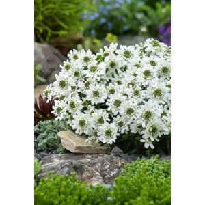 Plants Online - Tuinplanten - Vaste planten - Set van 5 - Iberis sempervirens 'Fischbeck' - 0.7 liter pot - Plant