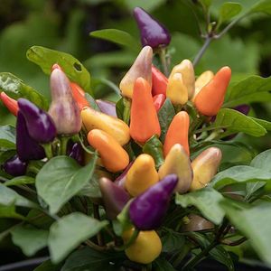 Potpeper zaden - Aurora