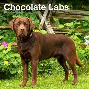 Chocolate Labrador Retrievers | 2024 30,5 x 61 cm Monthly Square Wall Kalender BrownTrout | Dieren Dog Breeds