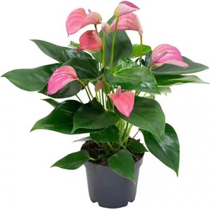 Kamerplant Anthurium Pink 'Flamingo plant'