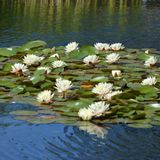 Waterlelie Veld - 30 stuks - Nymphaea Drop & Grow