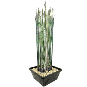 Japanse Holpijp - 4 stuks - Equisetum Japonicum