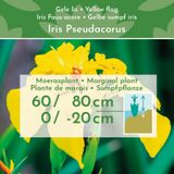 vdvelde.com - Gele Lis - 15 stuks - Iris Pseudacorus - Vijverplant - vdvelde.com - Oeverplant, Moerasplant, Vijverplant, Waterplant  - Moerasplant
 - Volgroeide hoogte: 80 cm
 - Plaatsing: -1 tot -10 cm