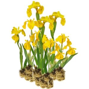 vdvelde.com - Gele Lis - 15 stuks - Iris Pseudacorus - Vijverplant - vdvelde.com - Oeverplant, Moerasplant, Vijverplant, Waterplant  - Moerasplant
 - Volgroeide hoogte: 80 cm
 - Plaatsing: -1 tot -10 cm