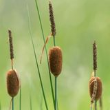 vdvelde.com - Dwerglisdodde - 15 stuks - Typha Minima - Vijverplant - vdvelde.com - Oeverplant
Moerasplant
Vijverplant
Waterplant
Zuurstofplanten  - Moerasplant
 - Volgroeide hoogte: 60 cm
 - Plaatsing: -1 tot -10 cm