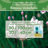 vdvelde.com - Zwanenbloem - 30 stuks - Butomus Umbellatus - Vijverplant - vdvelde.com - Oeverplant, Moerasplant, Vijverplant, Waterplant  - Waterplant
 - Volgroeide hoogte: 80 cm
 - Plaatsing: -1 tot -20 cm