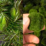 vdvelde.com - Drijvend Planteneiland + Zuurstofplanten tegen Algen - Vijverplant - vdvelde.com -  - Drijvende waterplant
 - Volgroeide hoogte: 80 cm
- Plaatsing:  los in het water
