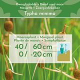 Dwerglisdodde - 30 stuks - Typha Minima