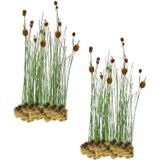 Dwerglisdodde - 30 stuks - Typha Minima