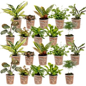 Mini Plantjes - 20 stuks