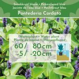 Moerashyacint Snoekkruid - 30 stuks - Pontederia Cordata