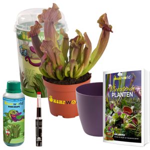 Trompetbekerplant Maroon Gift Set