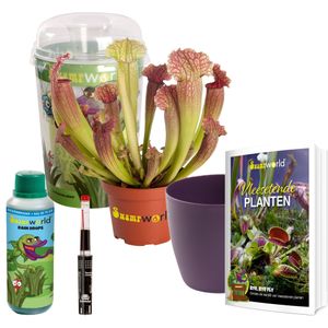 Trompetbekerplant Juthatip Gift Set