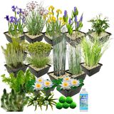 vdvelde.com - Waterplanten Pakket - L - Wit - Vijverplant - vdvelde.com -  - Voor 2.000 - 3.000 L
- 93 planten
- Plaatsing: -1 tot -100 cm