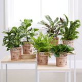 Kamerplanten Set  Pot Eco - 6 stuks