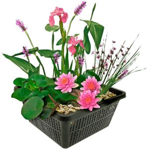 vdvelde.com - Mini vijverset - Roze - Vijverplant - vdvelde.com -  - Combi set
- 4 planten
- Plaatsing:  -10 tot -20 cm