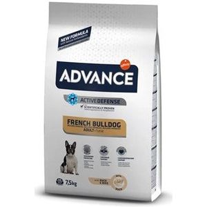 Advance Adult french bulldog