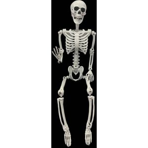 Halloween skelet - 90cm