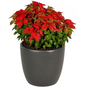 Floran bloempot/plantenpot Atmosphera - mat antraciet grijs - keramiek - D32 x H27 cm