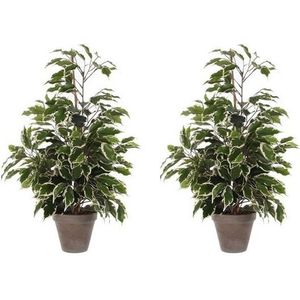 2x Groen/witte tropische ficus kunstplanten 65 cm voor binnen -  kunstplanten/nepplanten/binnenplanten. U ontvangt 2 stuks.