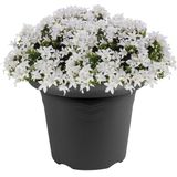 Antraciet grijze ronde plantenpot/bloempot kunststof diameter 20 cm en hoogte 16 cm - Plantenbakken/bloembakken voor buiten