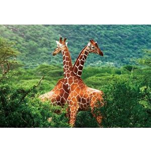 Set van 6x stuks placemat giraffe 3D 28 x 44 cm - Onderleggers met dierenprint