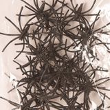 Faram nep spinnen/spinnetjes 2 cm - zwart - 60x stuks - Horror/griezel thema decoratie beestjes