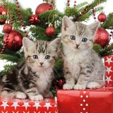 80x Kerst thema servetten met 2 kittens katten/poezen 33 x 33 cm - Papieren kerstservetten - Papieren wegwerpservetten 3-laags