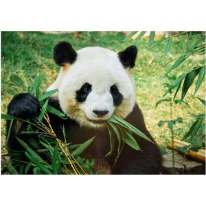 Dieren poster bamboe etende panda A1 - 84 x 59 cm - Kinderkamer decoratie posters reuzenpanda / pandabeer - Kinderposters - Cadeau natuurliefhebber / panda