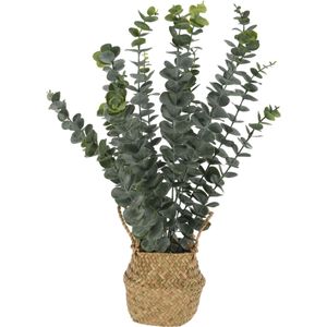 Bellatio flowers &amp; plants Kunst eucalyptus plant - in rieten mand - 50 cm - voor binnen - kunstplant