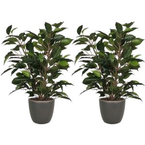 2x stuks groene ficus kunstplant 40 cm met plantenpot mat antraciet grijs D13.5 en H12.5 cm
