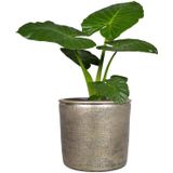 Floran Plantenpot - keramiek - industrieel goud - 31 x 34 cm - bloempotten