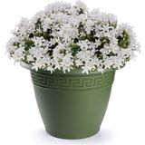 Bloempot donkergroen rond diameter 40 cm - Bloemen/plantenbak/plantenpot van kunststof