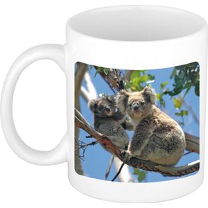 Dieren koala beer foto mok 300 ml - cadeau beker / mok koalaberen liefhebber