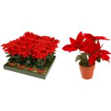 Christmas Decoration Kunstplant - 2x - Kerstster - rood -20 cm - voor binnen