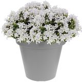 Grijze bloempotten/plantenpotten 30 cm  - Woonaccessoires/decoratie - Bloempotten/plantenpotten voor binnen en buiten