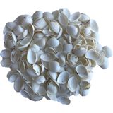 3x zakjes decoratie hobby schelpen/schelpjes parelmoer/wit 250 gram