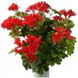 2 Stuks Kunst Oostenrijkse Geraniums Planten Rood 40 cm