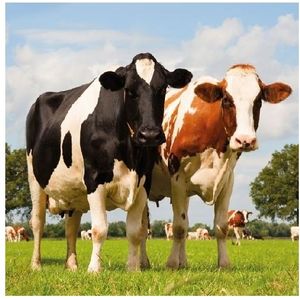20x Servetten koeien 33 x 33 cm - Koeien tafeldecoratie servetjes - Koeien  thema papieren tafeldecoraties