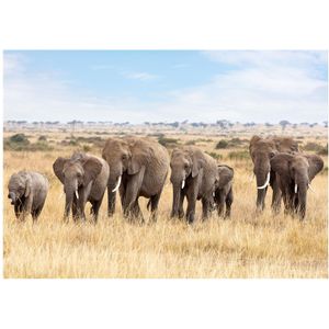 Dieren poster kudde Afrikaanse olifanten A1 - 84 x 59 cm - kinderkamer decoratie posters Savanne Afrika olifant - kinderposters - Cadeau natuur / dieren liefhebber